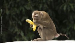 Banane – supergesunde Beere
