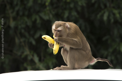 Ein Affe frisst eine Banane. 