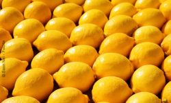 Warum Zitronen wirklich ein Superfood sind