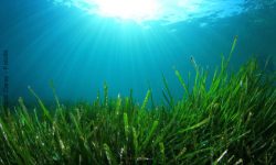 Afa-Algen: Powerbakterien für unsere Gesundheit