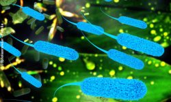Mikrobiom - der Superorganismus in uns