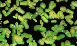 Angriff auf das Mikrobiom