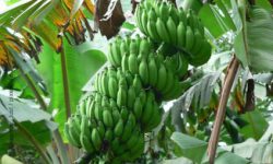 Grüne Bananen bringen den Darm auf Trab